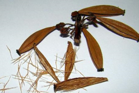 猪笼草繁殖方法和注意些什么（时间和方法）