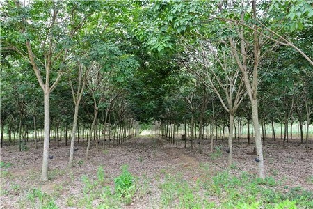 橡胶树的养殖方法和注意些什么