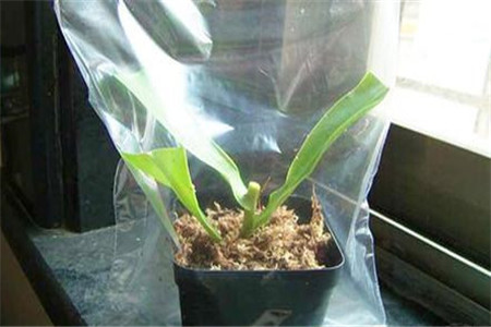 猪笼草怎么长笼子，笼子里需要装水吗