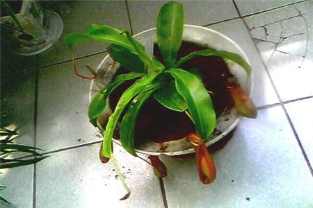 猪笼草怎么长笼子，笼子里需要装水吗