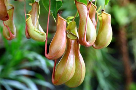 猪笼草繁殖方法和注意些什么（时间和方法）