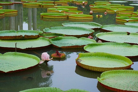 王莲的养殖方法和注意些什么