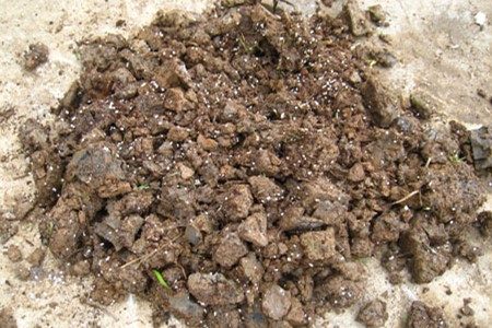 王莲的养殖方法和注意些什么