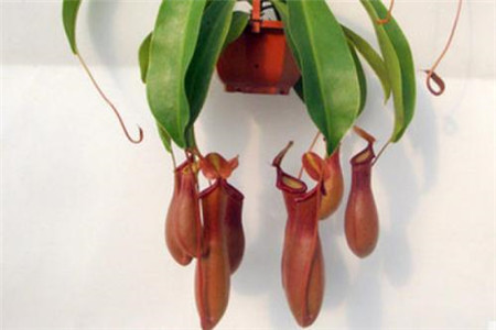 猪笼草盖子枯萎怎么剪,瓶子剪了能长吗