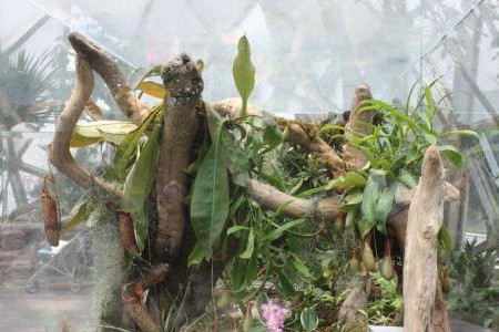 猪笼草盖子枯萎怎么剪,瓶子剪了能长吗