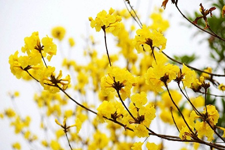 黄花风铃木的养殖方法和注意些什么