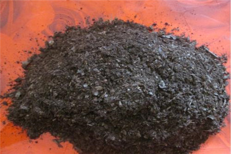 黄花风铃木的养殖方法和注意些什么