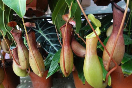 猪笼草产地在哪里,对人体有损害吗