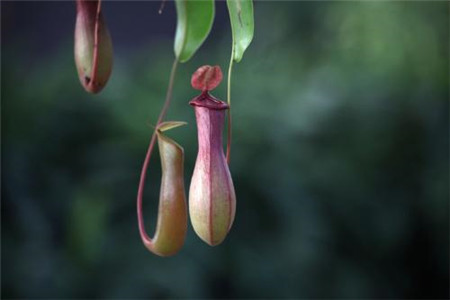 猪笼草开笼需要多长,怎么种植才能长笼