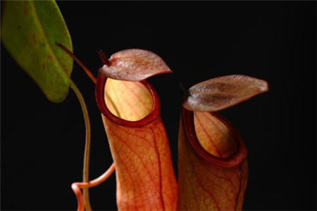 猪笼草产地在哪里,对人体有损害吗