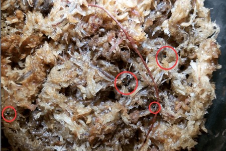 捕蝇草种子怎么种，多长发芽？