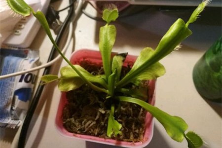 捕蝇草叶子黄了、黑了解决办法？