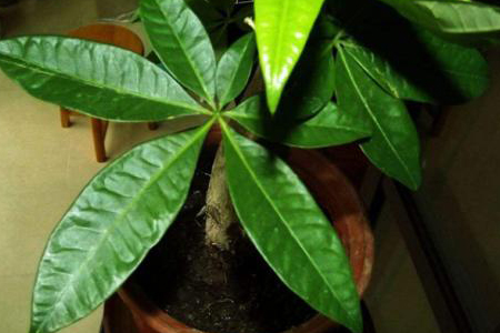 发财树埋多深相当好,能埋熟黄豆吗