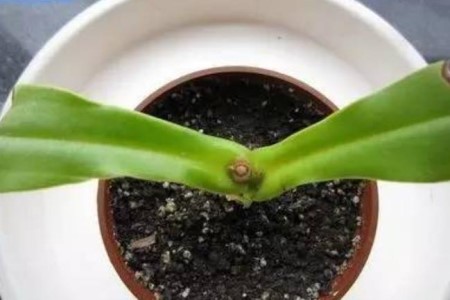 猪笼草扦插完需要浇水吗,怎么扦插?