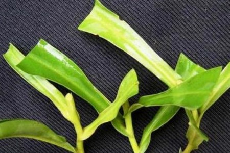 猪笼草扦插完需要浇水吗,怎么扦插?