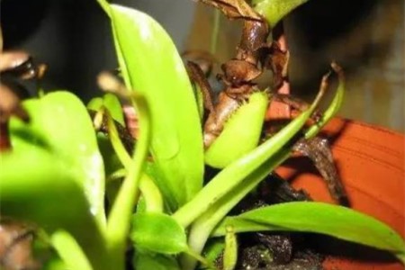 猪笼草扦插完需要浇水吗,怎么扦插?