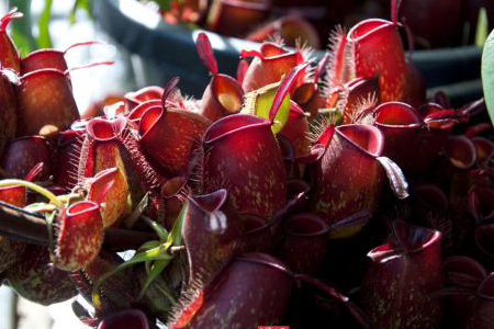 二齿猪笼草养法，能长多大