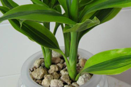 富贵竹瓶里能放石头吗，放铁钉是为什么