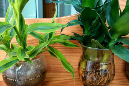 冬天富贵竹怎么生根，可以生根吗