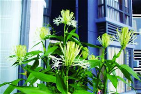 富贵竹养多长会开花，怎么种植才能开花