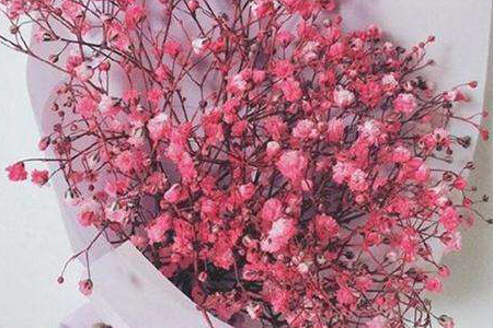 满天星不同颜色的花语