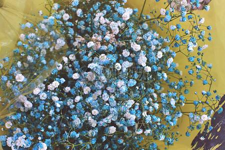 满天星不同颜色的花语