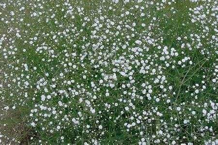 满天星不同颜色的花语