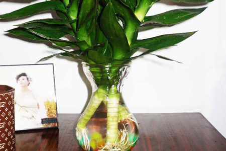 冷开水可以养富贵竹吗，水里放什么