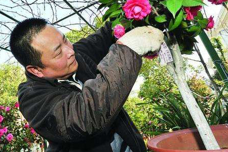 茶花修剪时间和方法