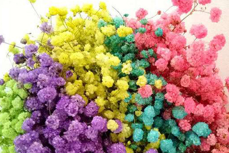 满天星真正有几种颜色（自然颜色）