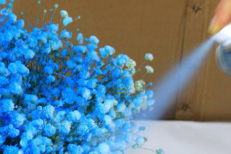 满天星真正有几种颜色（自然颜色）