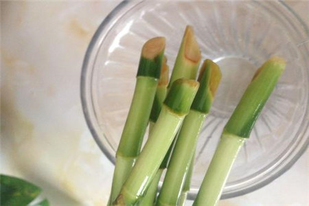 富贵竹烂根水臭解决办法，怎么处理