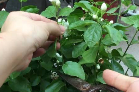 茉莉修剪时间和方法