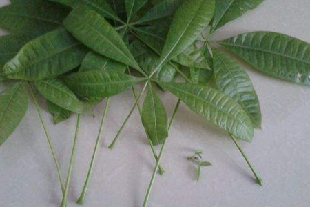 发财树修剪方法