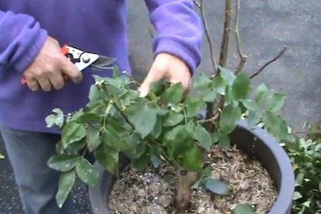 茉莉修剪时间和方法