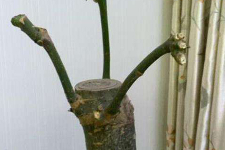 发财树修剪方法