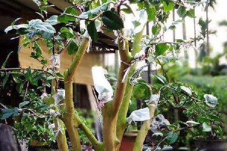 山茶修剪时间和方法