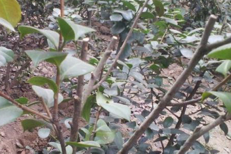 山茶修剪时间和方法