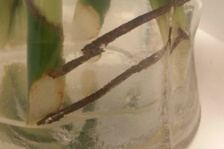 莲花竹水里能养鱼吗，水里放铁钉好吗