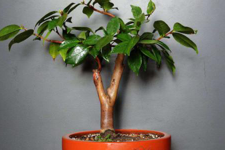 山茶修剪时间和方法