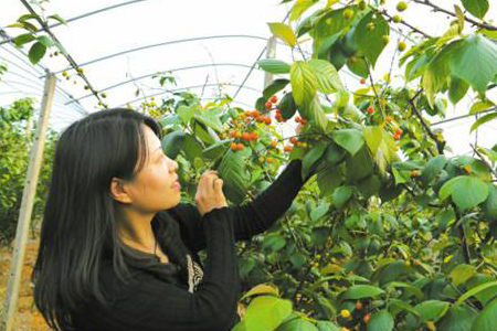 樱桃树修剪时间和方法