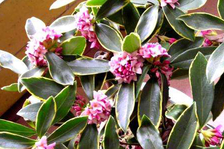 金边瑞香能晒太阳吗，要晒太阳吗