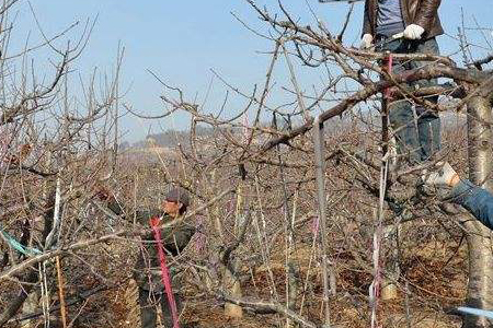 樱桃树修剪时间和方法