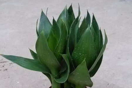 莲花竹怎么样加营养液，用什么营养液好