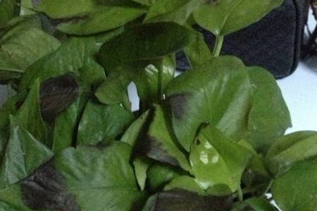 绿萝叶子发黑怎么样救治，需要剪掉吗