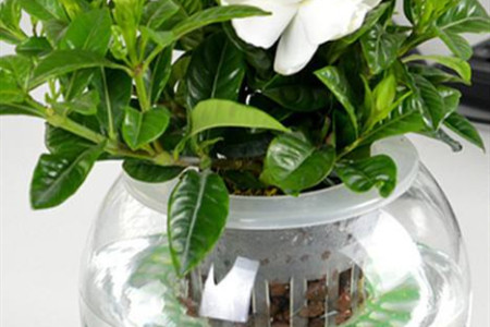 水培栀子花怎么种植