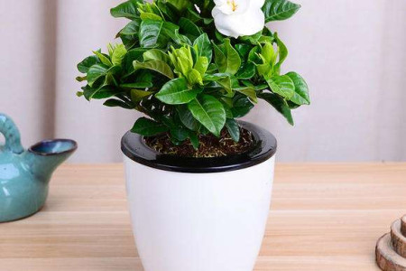 水培栀子花怎么种植