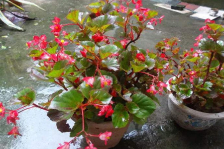 四季海棠秋天怎么种植