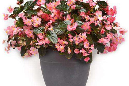 四季海棠秋天怎么种植