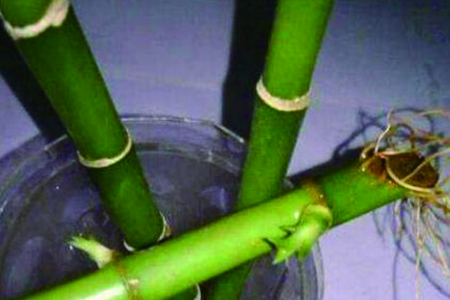 有根的富贵竹怎么水养，水养能更旺盛吗